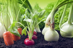 5 טיפים להקמת גינת ירק ביתית